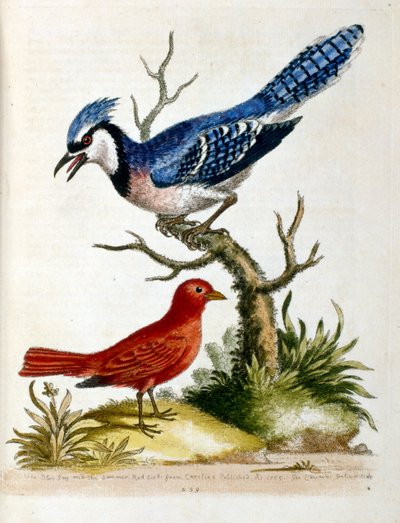 Watercolour illustration from a book of rare birds by G Edwards 1750 by Unbekannter Künstler
