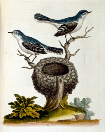 Watercolour illustration from a book of rare birds by G Edwards 1750. George Edwards (1694-1773) was a British naturalist and ornithologist by Unbekannter Künstler