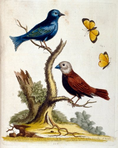 Watercolour illustration from a book of rare birds by G Edwards 1750. George Edwards (1694-1773) was a British naturalist and ornithologist by Unbekannter Künstler