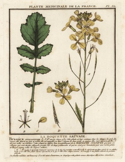 Watercress-leaved rocket, Erucastrum nasturtiifolium by Unbekannter Künstler