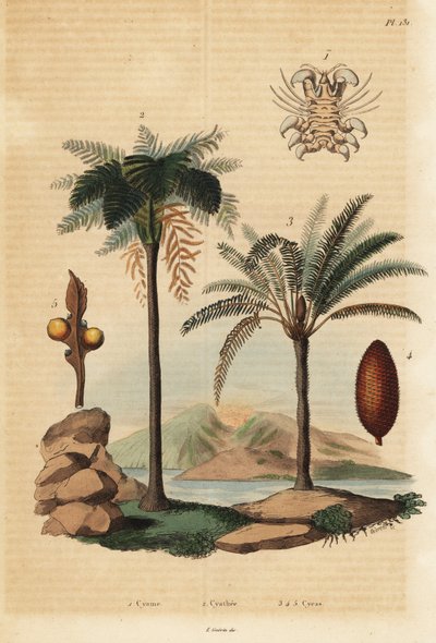 Whale louse, West Indian treefern, and Japanese sago palm by Unbekannt
