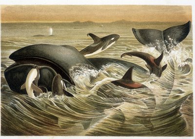 Whales and Orcs, illustrated in colour by W. Kuhnert in 
