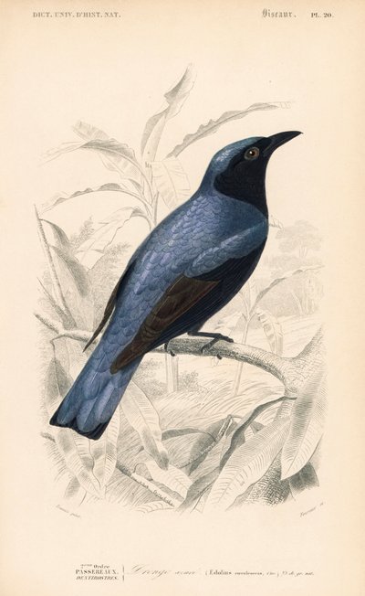 White-bellied drongo, Dicrurus caerulescens. Handcoloured engraving by Fournier after an illustration by Edouard Travies from Charles d