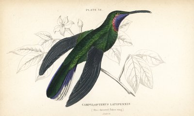 White-tailed sabrewing, Campylopterus ensipennis (Blue-throated sabrewing, Trochilus latipennis). Handcoloured steel engraving from Sir William Jardine