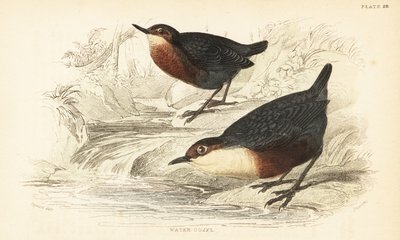 White-throated Dipper or Water Ouzel, Cinclus cinclus (engraving) by Unbekannter Künstler