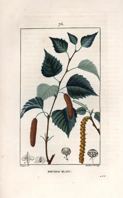 White birch or warty birch - Engraving by Lambert fils, after a drawing by Pierre Jean Francois Turpin (1775-1840), from La flore medicale, de Chaumeton, Poiret et Chamberet, Paris 1830 - Silver birch tree, Betula pendula, with leaf, catkin, and seed by Unbekannter Künstler