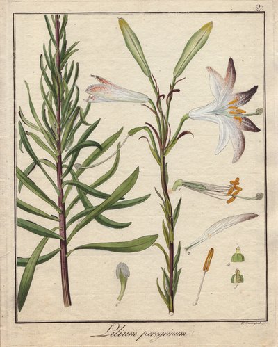 White Lilies. Coloured Copper Engraving, in Botanique Medicinale (Published in Berlin, Germany) by Unbekannter Künstler