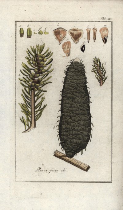 White or Pectin or Vosges Fir, Abies alba by Unbekannter Künstler