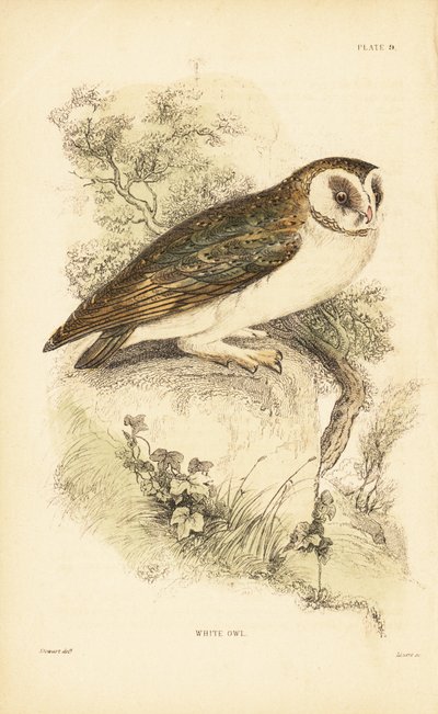 White Owl or Barn Owl Perched on a Rock by Unbekannter Künstler