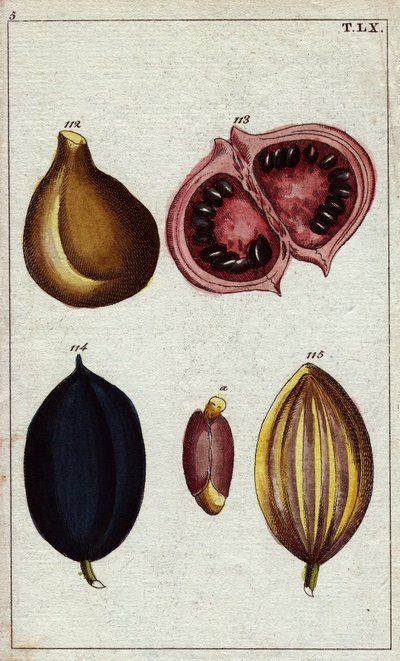 Wild Almond, Calaba, and Walnut by Unbekannter Künstler