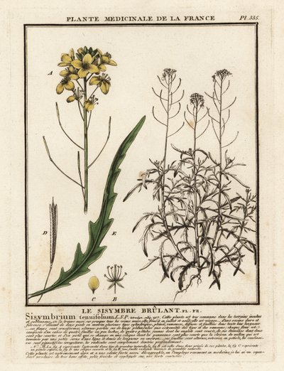 Wild Rocket, Diplotaxis Tenuifolia by Unbekannter Künstler