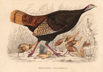 Wild turkey, Meleagris gallopavo, hen with poults. Handcoloured lithograph from Georg Friedrich Treitschke