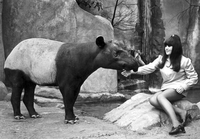 Woman feeding a tapir, Belle Vue Zoo, Manchester, April 1970 by Unbekannt
