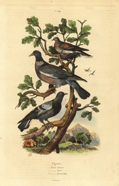 Wood Pigeon, Columba Palumbus, Common Pigeon, Columba Livia, and Turtle Dove, Streptopelia Risoria by Unbekannt