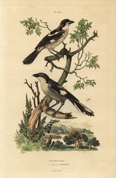 Woodchat shrike and Southern grey shrike by Unbekannt