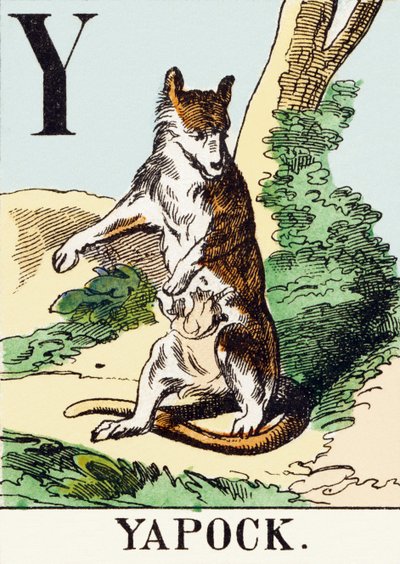 Y: Yapock - The Hunting Alphabet, c.1890 by Unbekannt