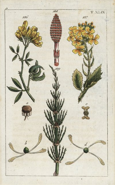 Yellow Alfalfa, Medicago falcata, Wild Radish, Raphanus raphnistrum, and Field Horsetail, Equisetum arvense by Unbekannter Künstler