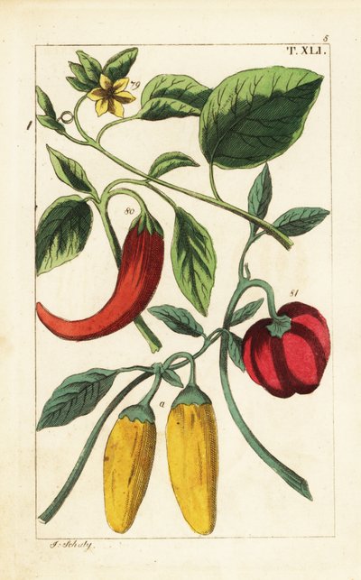 Yellow and Red Bell Chili Peppers, Capsicum Annuum by Unbekannter Künstler