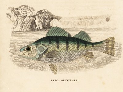 Yellow perch, Perca flavescens. Handcoloured steel engraving from Georg Friedrich Treitschke