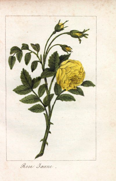 Yellow Pink, Rosa Lutea. Handcoloured Copperplate Engraving of an Illustration by Miss Prudhomme from Hommage Rendu a la Rose, Paris, Circa 1815 by Unbekannter Künstler