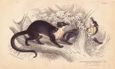 Yellow Throated Marten, Martes flavigula (Galidictis chrysogastes) by Unbekannter Künstler