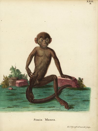 Young Banded Langur, Presbytis femoralis. Simia maura. Handcoloured copperplate engraving drawn and engraved after nature by Hermann Jakob Tyroff from Johann Christian Daniel Schreber