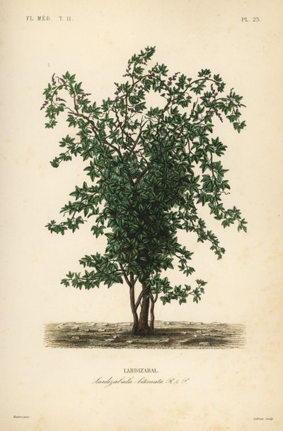Zabala or coguil fruit tree by Unbekannt