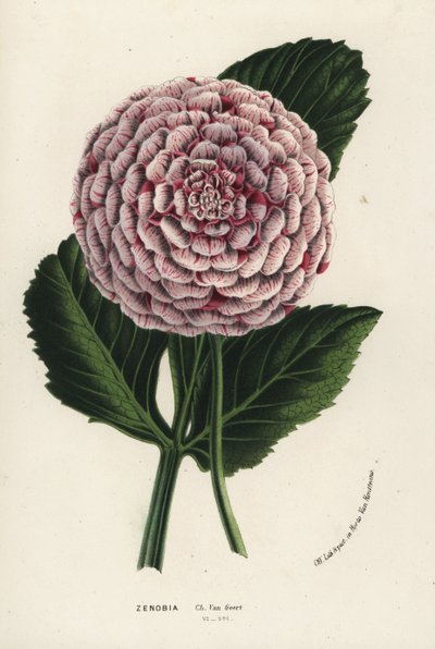 Zenobia dahlia hybrid, Dahlia coccinea. Handcoloured lithograph from Louis van Houtte and Charles Lemaire
