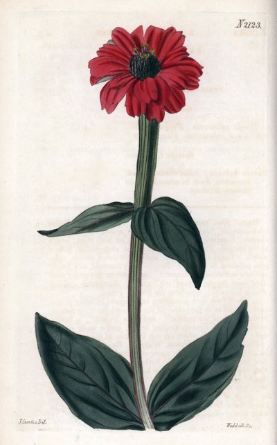 Zinnia with red flower by Unbekannter Künstler