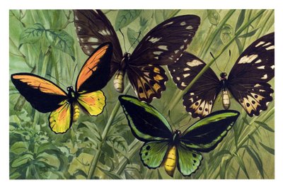 Zoological Chart: Butterfly the Cresus (Ornithoptera croesus), Male and Female by Unbekannter Künstler