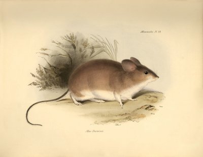 Zoology: Darwin