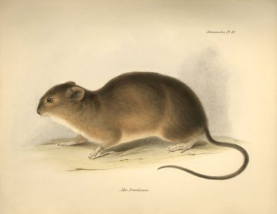 Zoology: The Mus braziliensis or mouse from Brazil described by Charles Darwin during his exploration journey aboard the Beagle. Plate from The Zoology of the voyage of H.M.S. Beagle under the command of Captain Fitzroy during the years 1832 to 1836 by Unbekannter Künstler