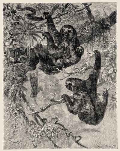 Zoology: Lazy (Ai - Bradypus Tridactylus) Described and Illustrated by Carlo Vogt and Federico Specht in 