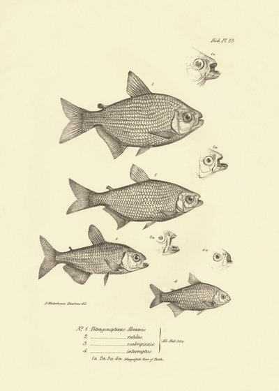 Zoology: representation of fish 
