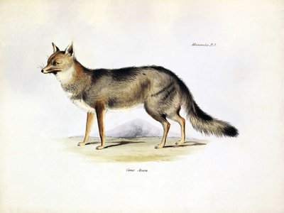 Zoology: Representation of the 