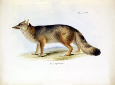 Zoology: Representation of the 