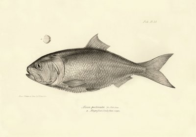 Zoology: representation of the fish 