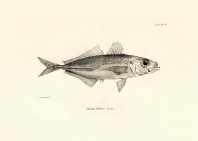 Zoology: representation of the fish Caranx declivis described by Charles Darwin during his voyage aboard the Beagle. Plate from The zoology of the voyage of H.M.S. Beagle under the command of Captain Fitzroy during the years 1832-1836 by Unbekannter Künstler