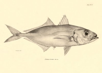 Zoology: Representation of the Fish 