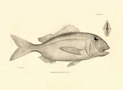 Zoology: representation of the fish Chrysophrys taurina described by Charles Darwin on his voyage aboard the Beagle. Plate from The zoology of the voyage of H.M.S. Beagle under the command of Captain Fitzroy during the years 1832-1836 by Unbekannter Künstler