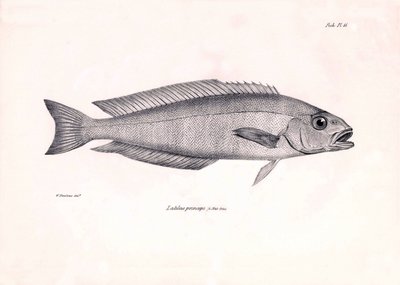 Zoology: representation of the fish Latilus princeps described by Charles Darwin during his voyage aboard the Beagle. Plate from The zoology of the voyage of H.M.S. Beagle under the command of Captain Fitzroy during the years 1832-1836 by Unbekannter Künstler