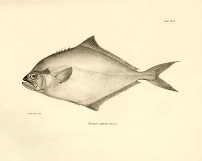 Zoology: representation of the fish Paropsis signata described by Charles Darwin during his voyage aboard the Beagle. Plate from The zoology of the voyage of H.M.S. Beagle under the command of Captain Fitzroy during the years 1832-1836 by Unbekannter Künstler