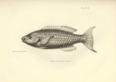Zoology: representation of the fish 