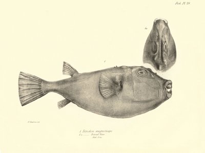 Zoology: representation of the fish 