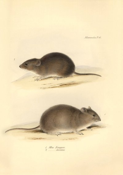 Zoology: the Mus Renggeri and the Mus obscurus (rats) described by Charles Darwin during his exploration journey aboard the Beagle. Plate from The Zoology of the voyage of H.M.S. Beagle under the command of Captain Fitzroy during the years 1832 to 1836 by Unbekannter Künstler