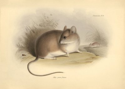 Zoology: the Mus griseoflavus or leaf mouse described by Charles Darwin during his exploration journey aboard the Beagle. Plate from The Zoology of the voyage of H.M.S. Beagle under the command of Captain Fitzroy during the years 1832 to 1836 by Unbekannter Künstler