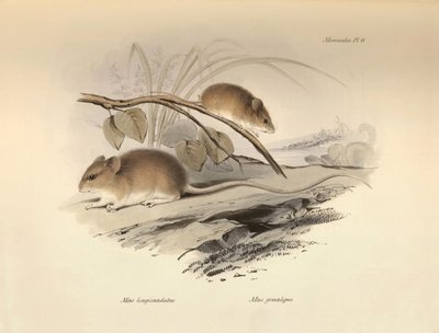 Zoology: the Mus longicaudatus and Mus gracilipes (mouse) described by Charles Darwin during his exploration journey aboard the Beagle. Plate from The Zoology of the voyage of H.M.S. Beagle under the command of Captain Fitzroy during the years 1832 by Unbekannter Künstler