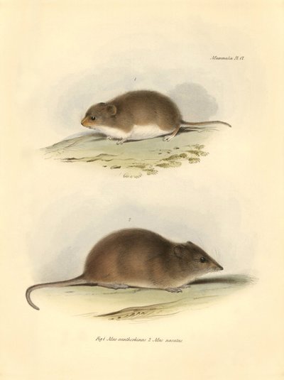 Zoology: the Mus xanthorhinus or field rat and Mus nasutus described by Charles Darwin during his exploration journey aboard the Beagle. Plate from The Zoology of the voyage of H.M.S. Beagle under the command of Captain Fitzroy during the years 1832 to 183 by Unbekannter Künstler