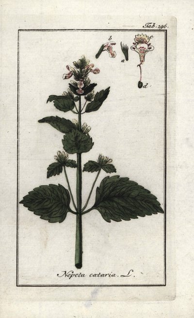 Catary or cat mint (Nepeta cataria). Lithograph from “Afbeelding der Artseny-Gewassen” by Johannes Zorn (1739-1799), Netherlands by Unbekannter Künstler
