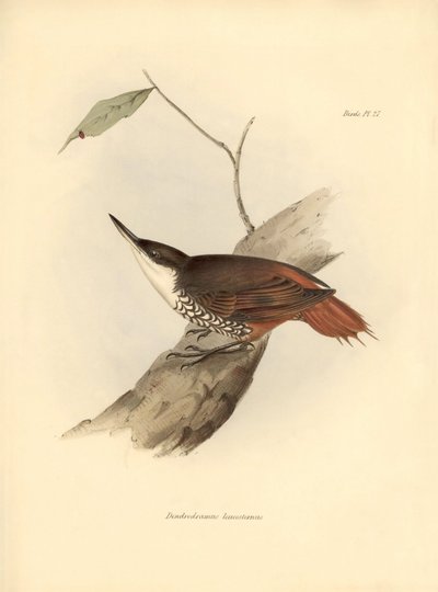 Ornithology: Dendrodamus leucosternus bird of South America observed and described by Charles Darwin. Plate from The zoology of the voyage of H.M.S. Beagle. Flight. III, Birds described by John Gould, with notice of their habits by Charles Darwin by Unbekannter Künstler